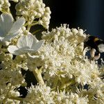 Hydrangea paniculata Цветок