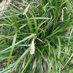 Carex pendula Habit