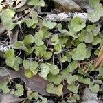 Dichondra microcalyx Yeri