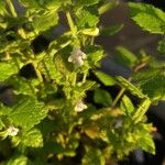 Melissa officinalis Облик