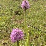 Orchis italicaFlower