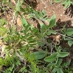 Anthyllis vulneraria 葉