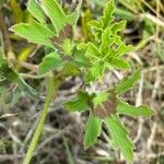 Pelargonium alchemilloides Leaf