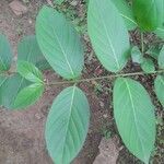 Nauclea latifolia Folio