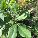 Heteromorpha arborescens Folha