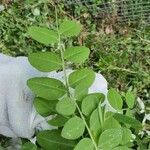 Vicia dumetorum Blad