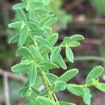 Hypericum perfoliatum Hoja