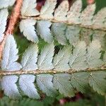 Polystichum aculeatum 葉