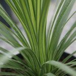 Cordyline indivisa পাতা