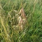 Themeda triandra Flower