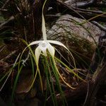 Brassavola cucullata Habitat