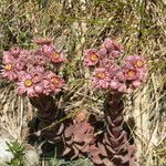 Sempervivum marmoreum 花