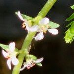 Rotala rotundifolia Flower
