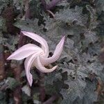 Datura ceratocaula Цвят