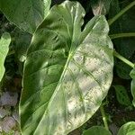 Anthurium nymphaeifolium List