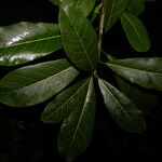 Ficus obtusifolia Folha