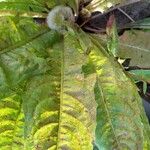 Rumex hydrolapathum Leaf