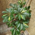 Schefflera arboricola Листок