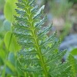 Pedicularis rostratospicata 叶