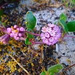 Abronia umbellata Yeri