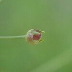 Oldenlandia lancifolia Fruit