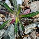 Hieracium villosum Blad