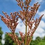 Filipendula rubra Flower