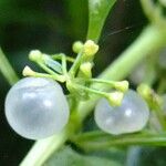Rubia fruticosa Otro