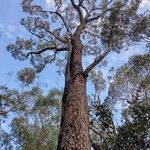 Corymbia gummifera ശീലം