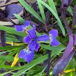 Iris setosa Fleur