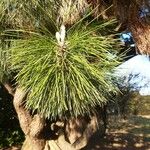 Pinus canariensis List