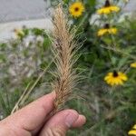 Elymus canadensis Floare