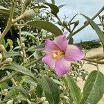 Lagunaria patersonia Kwiat