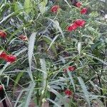 Pentapetes phoenicea Kvet