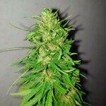 Cannabis sativa Žiedas