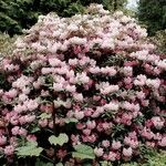 Rhododendron insigne Habit