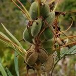 Grevillea banksii Плод