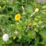 Sonchus oleraceus Mbuma