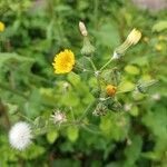 Sonchus oleraceus 果實