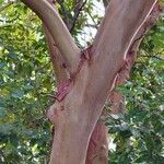 Arbutus canariensis പുറംതൊലി