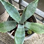 Agave asperrima Leaf