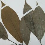 Ephedranthus guianensis Други
