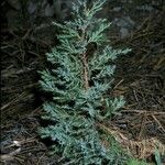 Juniperus scopulorum Hábito