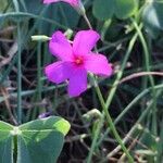 Oxalis debilis Flor