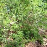 Diosma hirsuta 整株植物