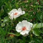 Rosa sempervirens Flower