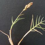 Aeluropus littoralis Branch