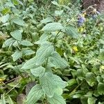 Mertensia ciliata Blad