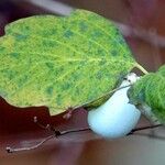 Symphoricarpos albus Leaf