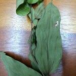 Bauhinia cinnamomea Leaf